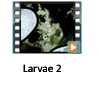 second larvae video